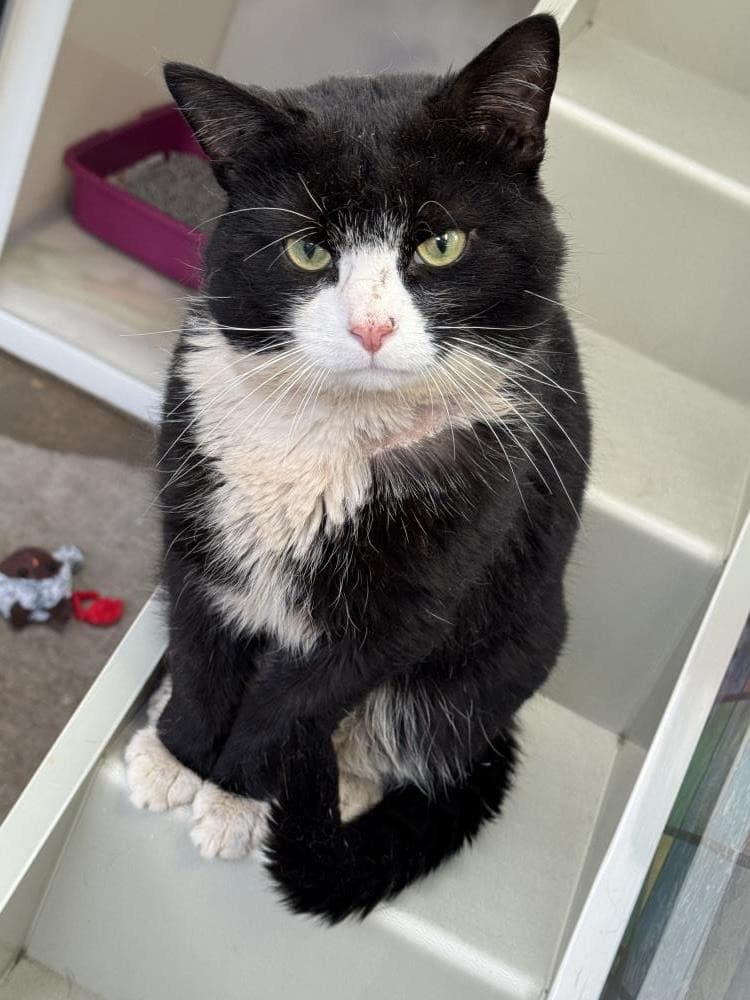 Tom Tom — Domestic Cat