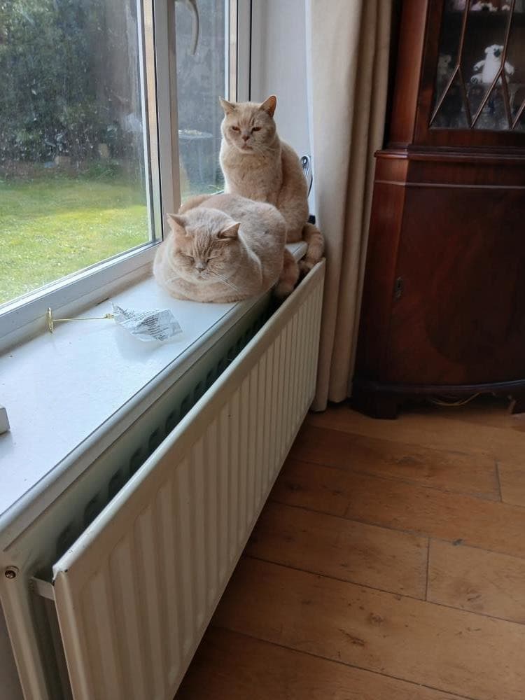 Rosie — Domestic Cat