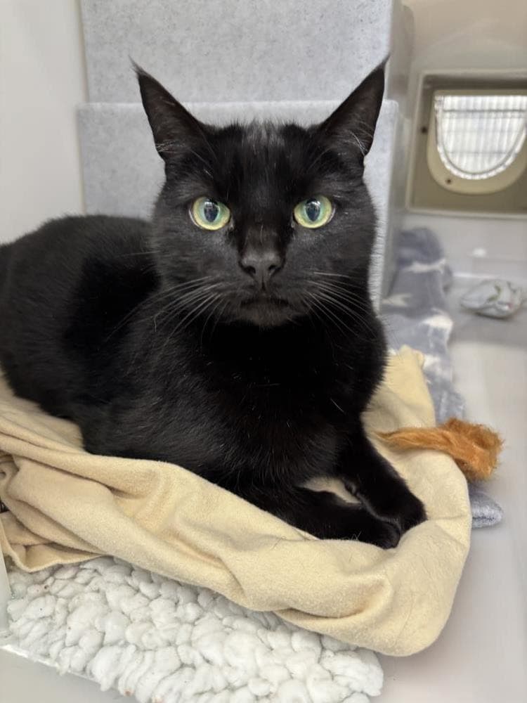 Gilgal — Domestic Cat