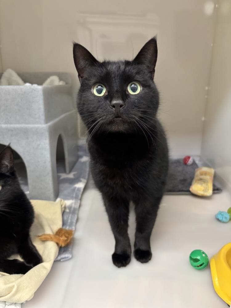 Nouvaux — Domestic Cat