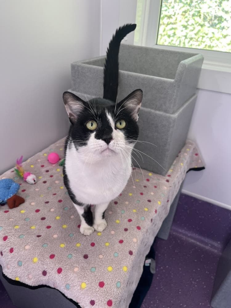 Tom — Domestic Cat