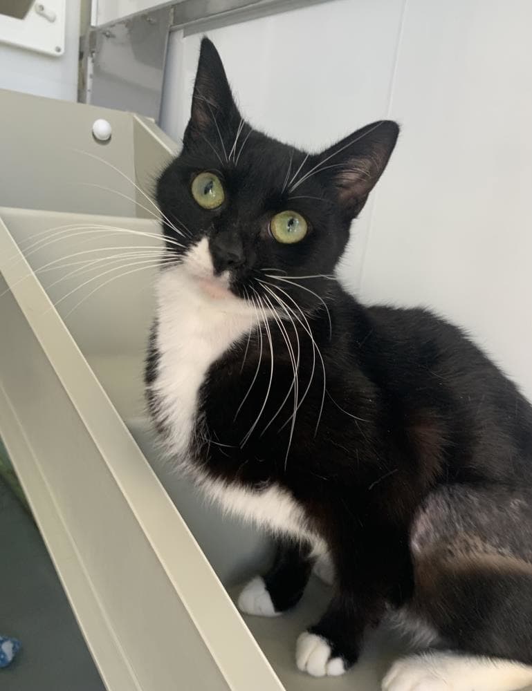 Sophia — Domestic Cat