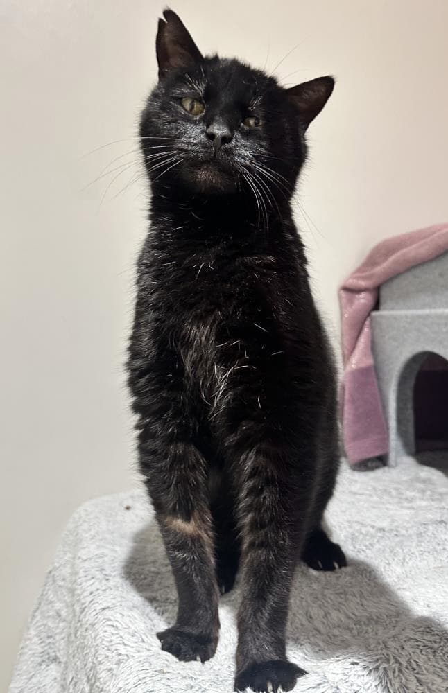 Cosmo — Domestic Cat