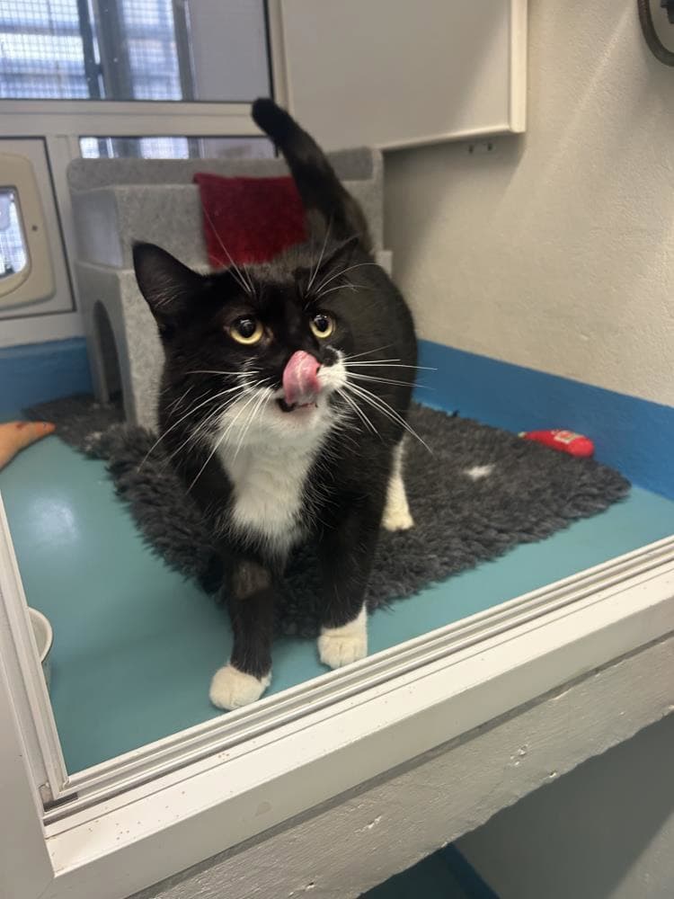 Oreo — Domestic Cat