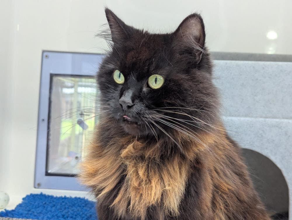 Peggy Sue — Domestic Cat