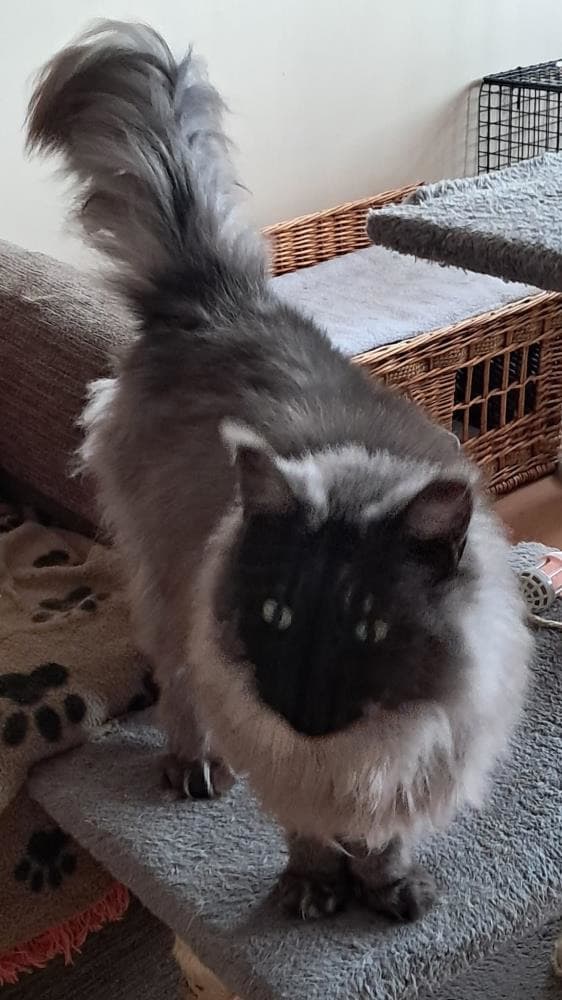 Ella 67 2026 — Domestic Cat