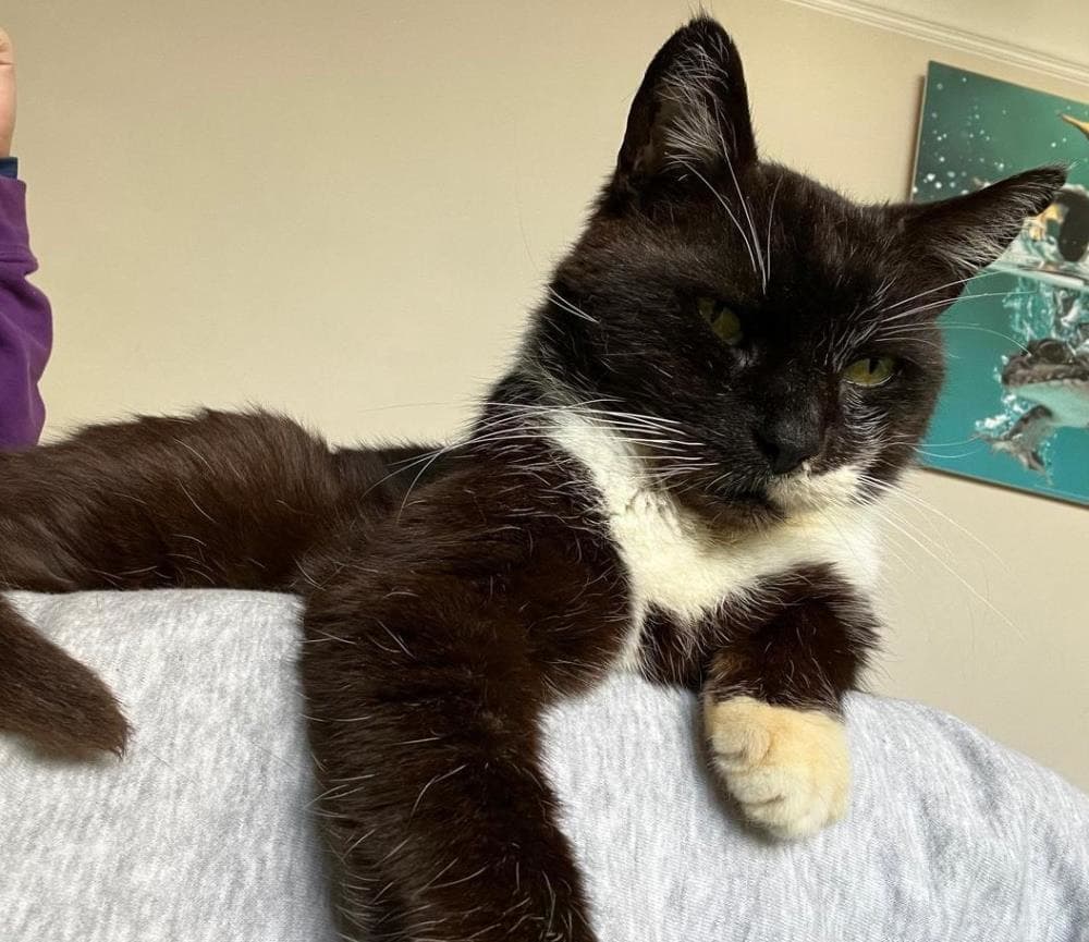 Professor Sox — Domestic Cat