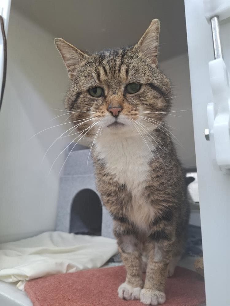 Rufus — Domestic Cat