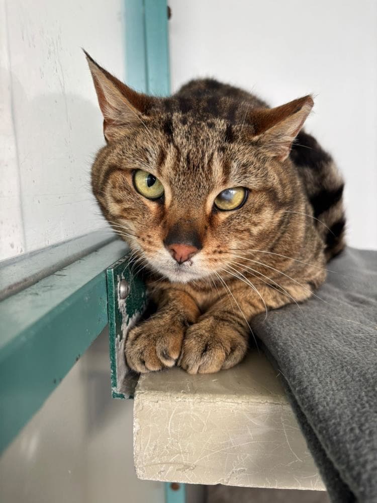 Tibs — Domestic Cat