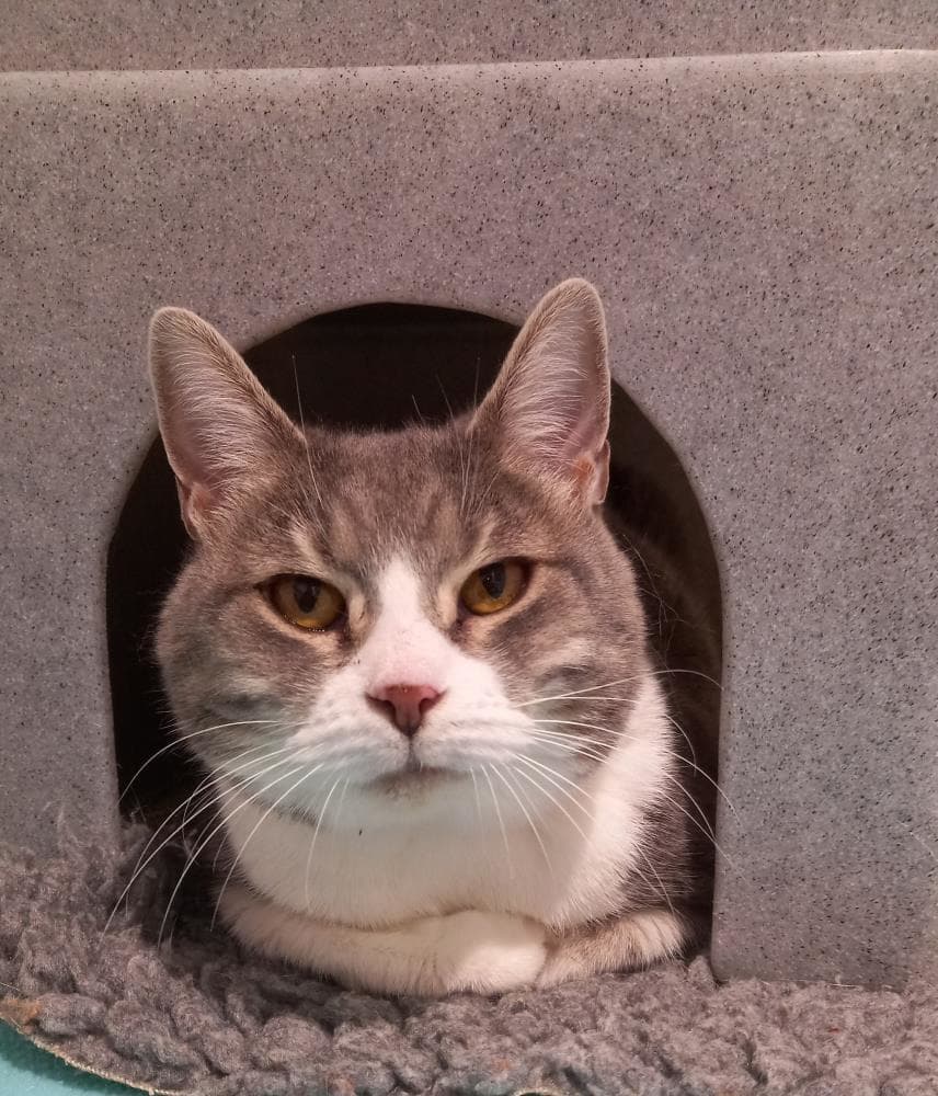 Tuli — Domestic Cat