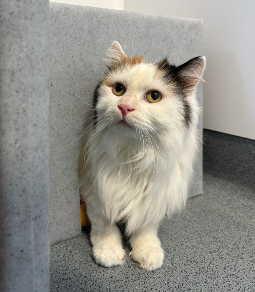 Fluffy — Domestic Cat