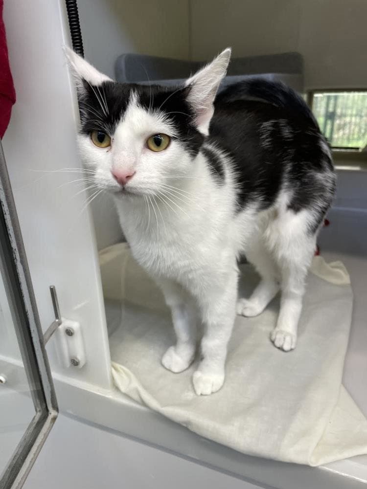 Sohfire — Domestic Cat