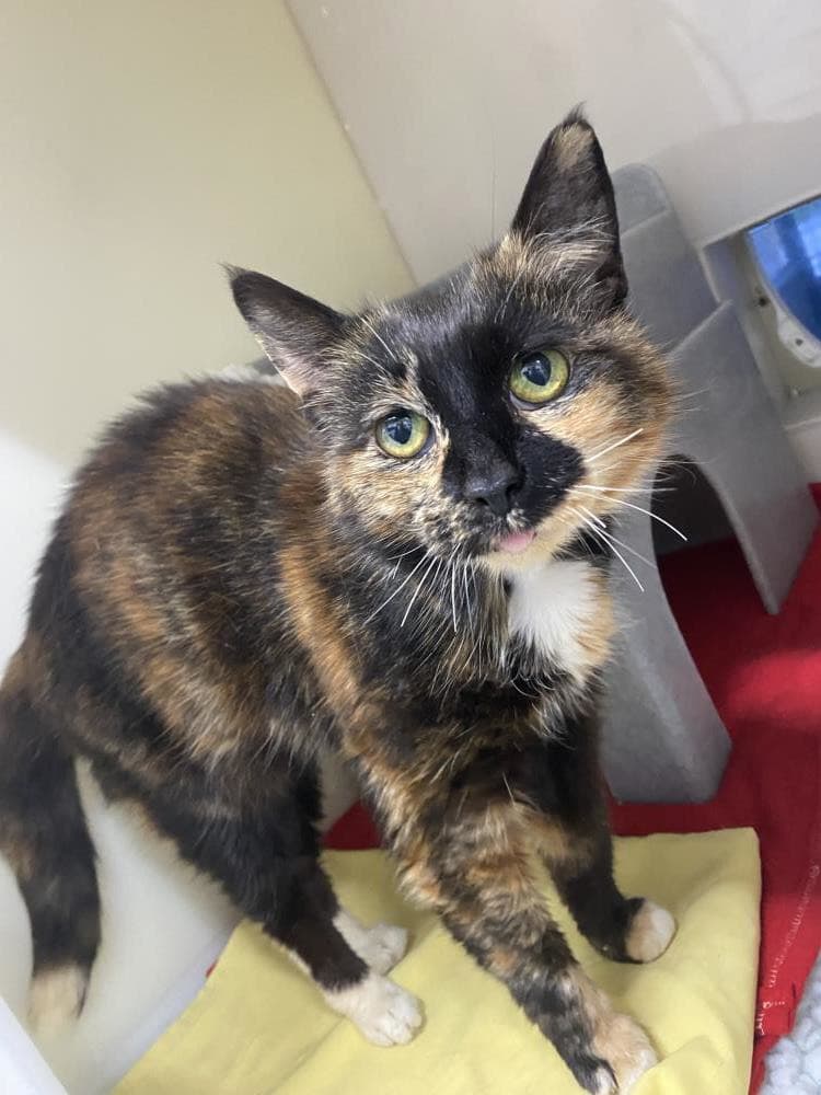 Smudge — Domestic Cat