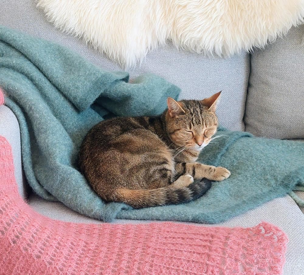 Noodles — Domestic Cat