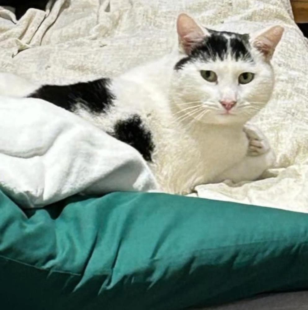 Orion — Domestic Cat