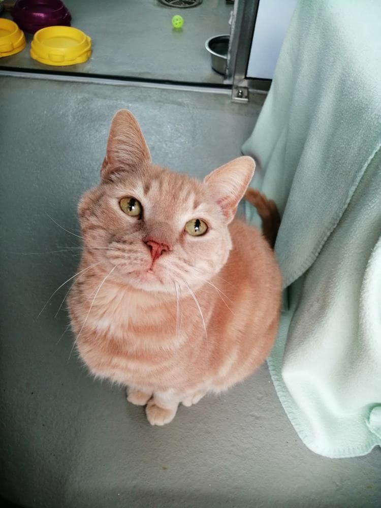 Teddy — Domestic Cat