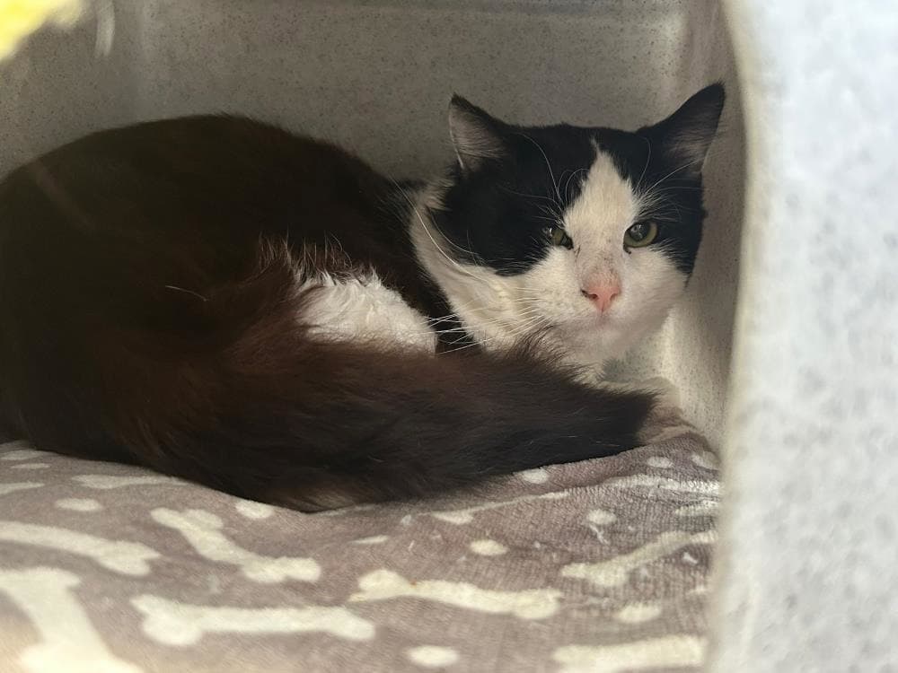 Puffin — Domestic Cat