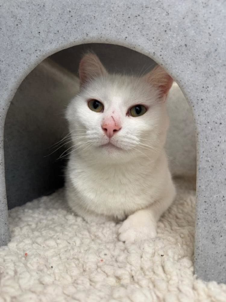 Snowball — Domestic Cat