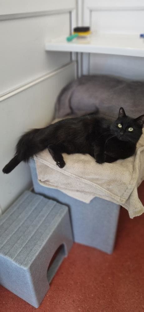 Rico — Domestic Cat