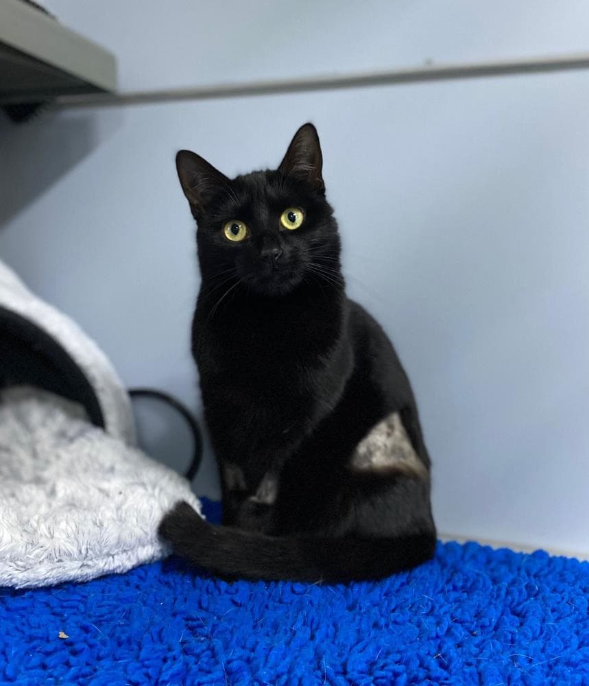 Lily — Domestic Cat