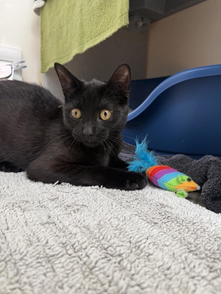 Fitzwilliam — Domestic Cat