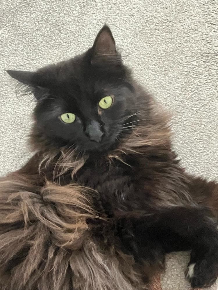 Willow — Domestic Cat