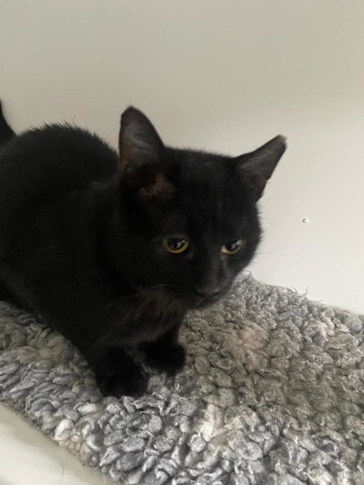 Wellington — Domestic Cat