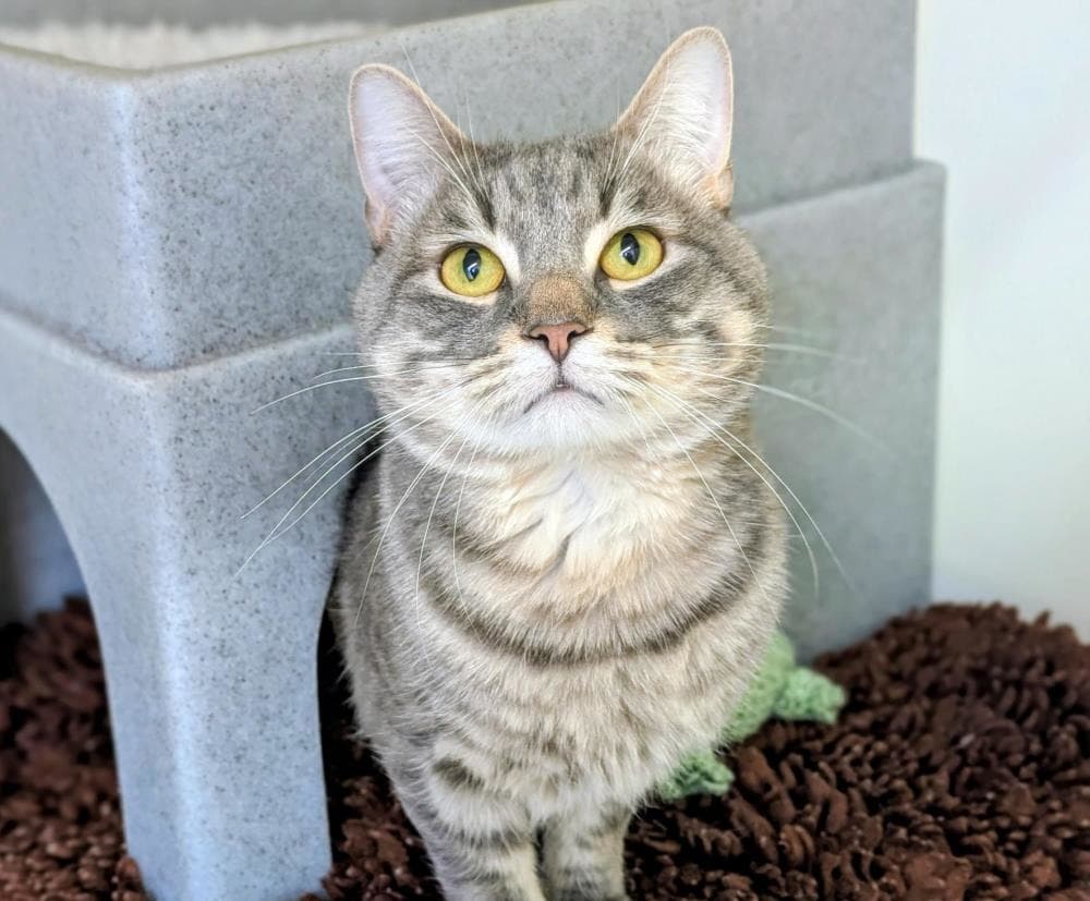 Hunter — Domestic Cat