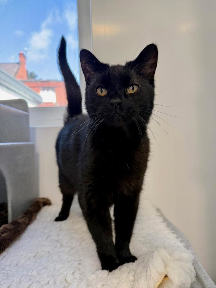 Cecil — Domestic Cat