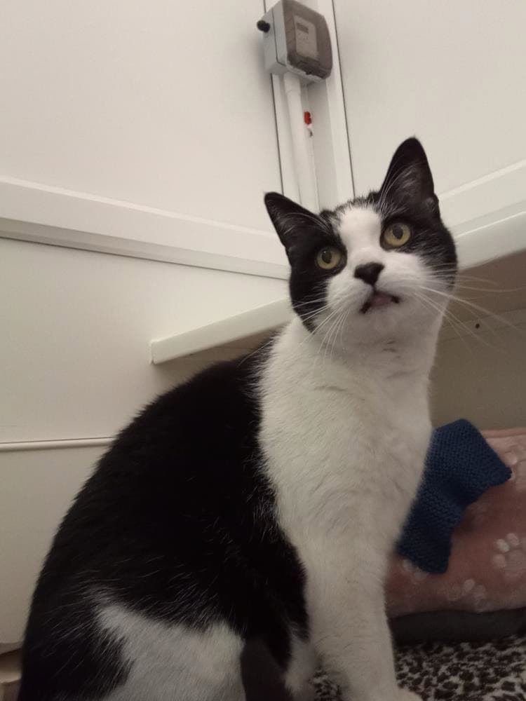 Barney — Domestic Cat