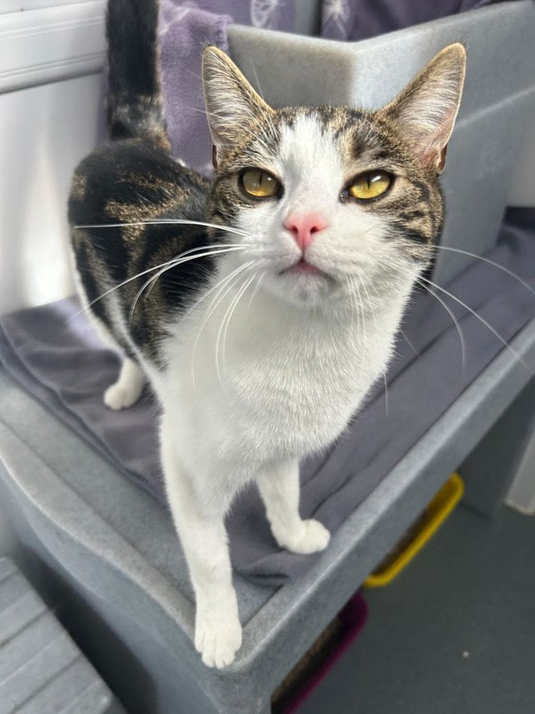 Mushi — Domestic Cat