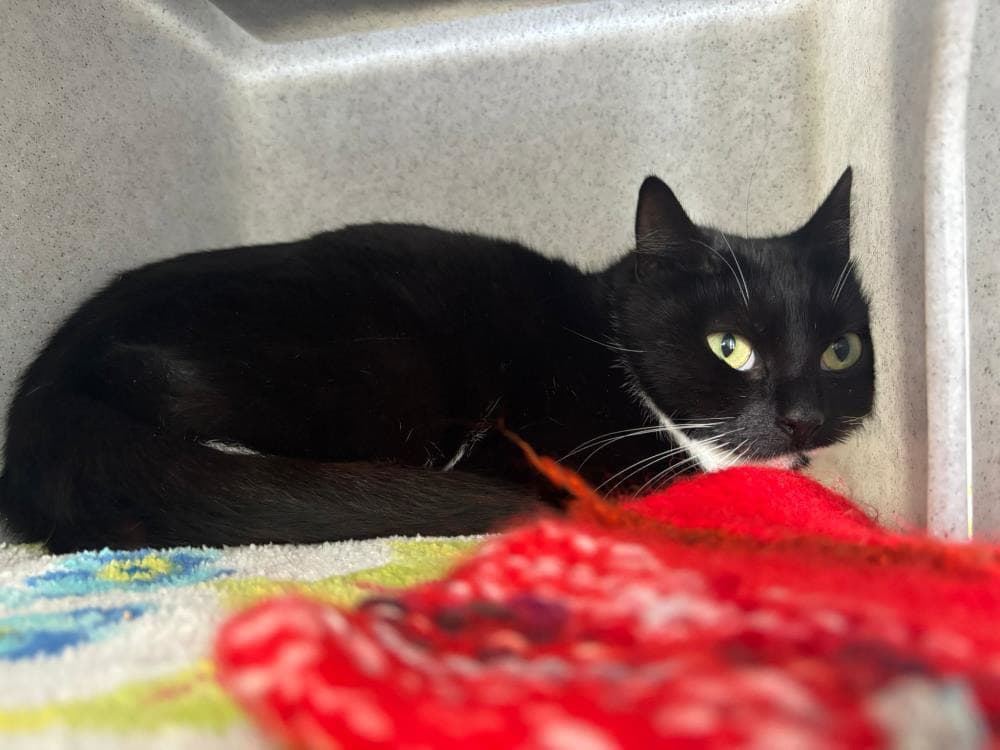 Dora — Domestic Cat