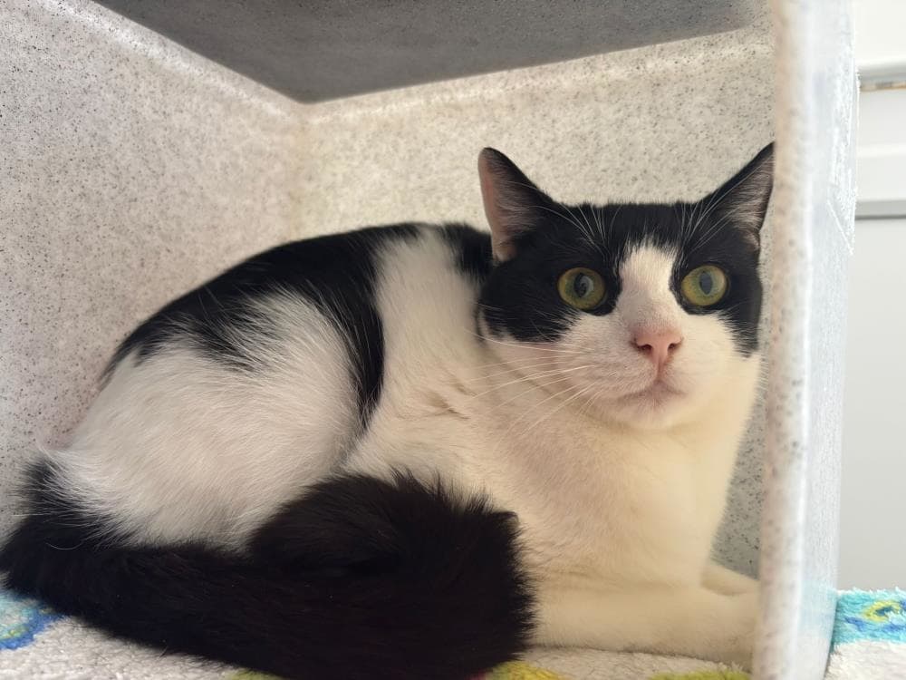 Orca — Domestic Cat