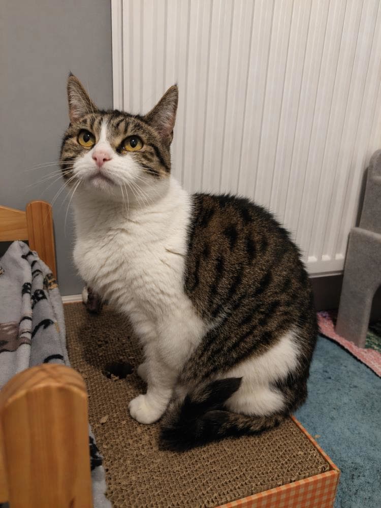 Donna — Domestic Cat