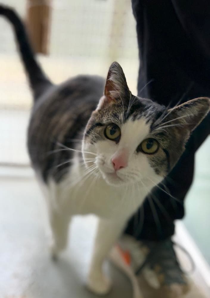 Barley — Domestic Cat