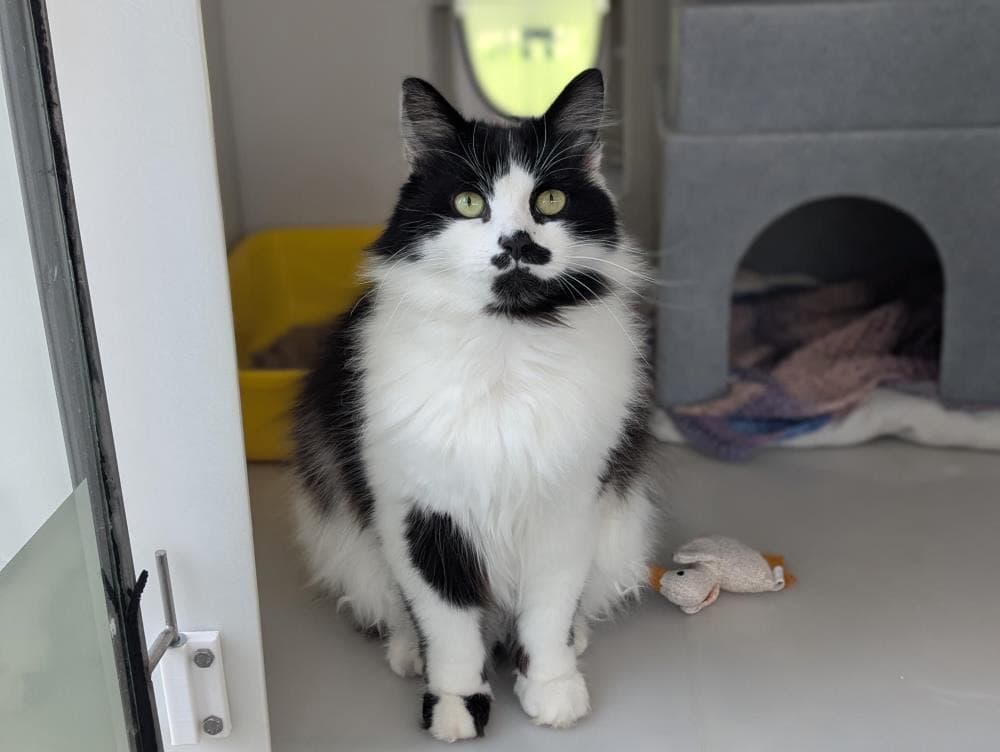 Ola — Domestic Cat