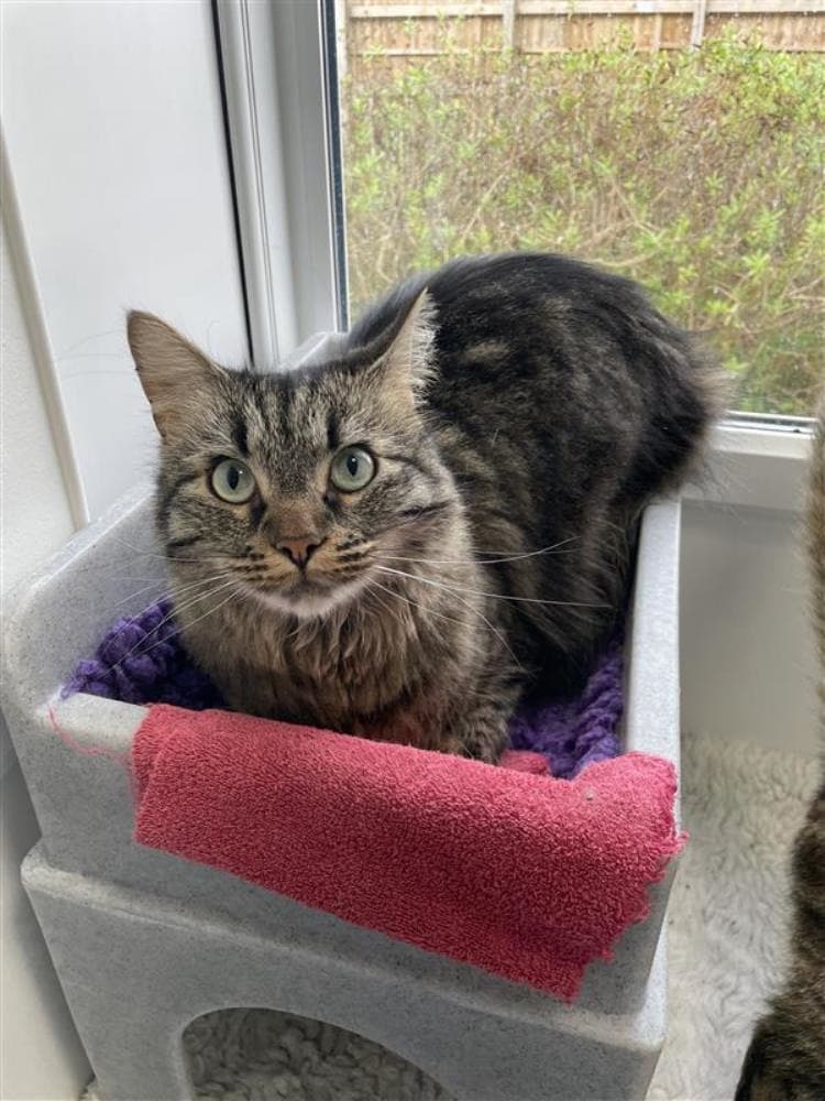 James — Domestic Cat