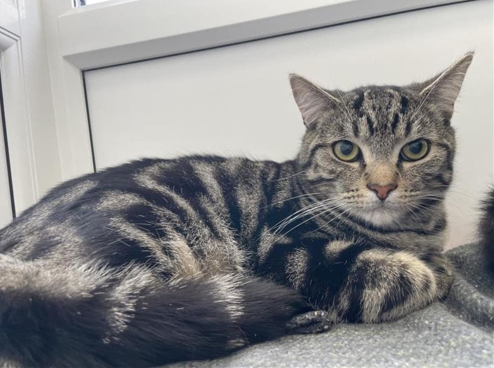 Hugo — Domestic Cat