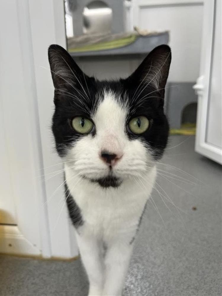 Elle Bell — Domestic Cat