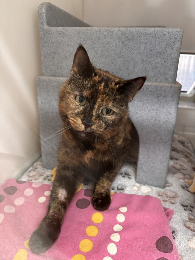 Roxy — Domestic Cat