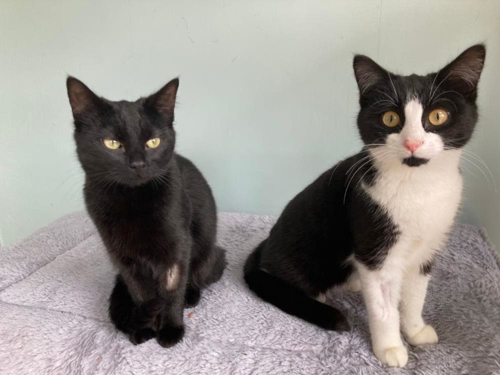 Florence and Gertrude — Domestic Cat