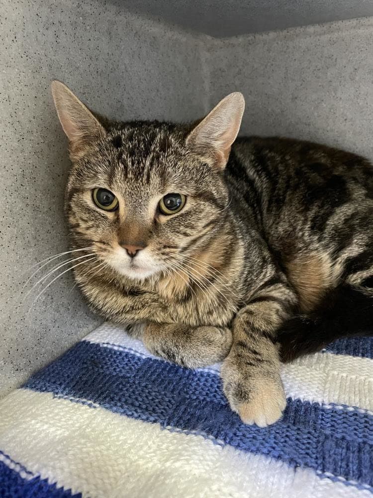 Savannah — Domestic Cat