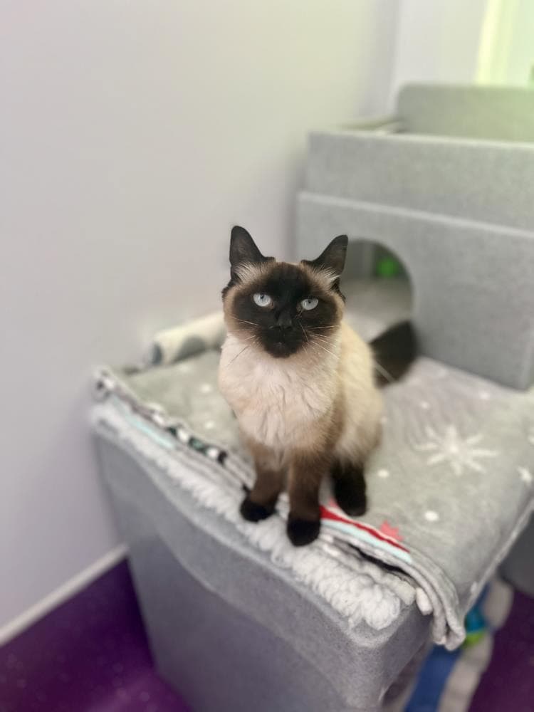 Molly — Domestic Cat