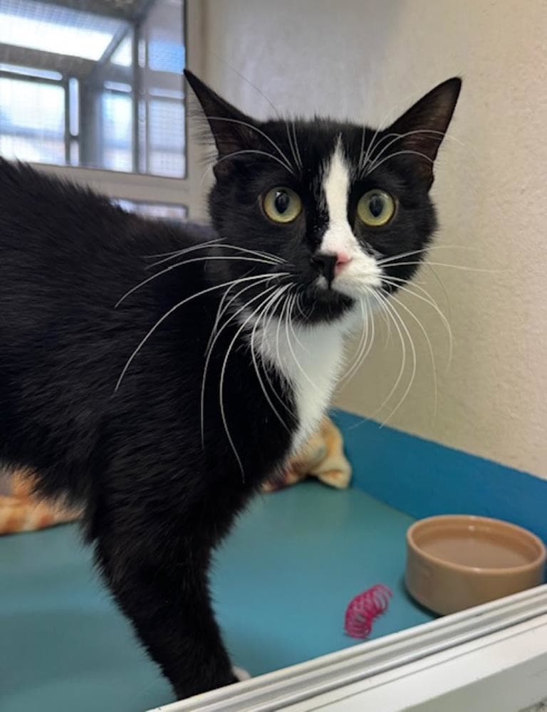 Gabriella — Domestic Cat