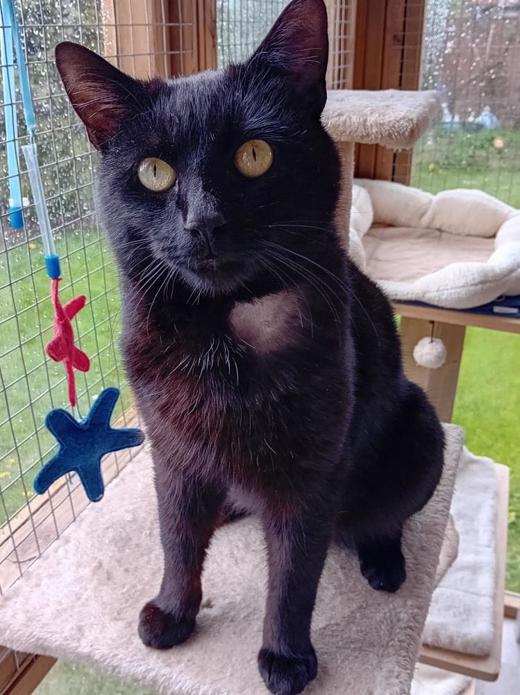 Kai — Domestic Cat