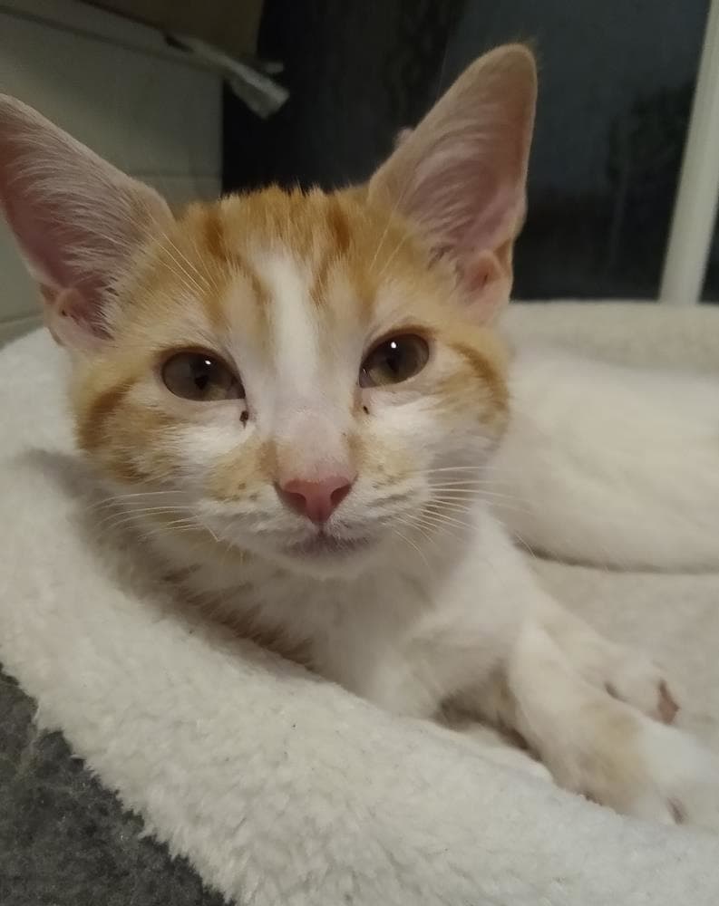 Harvey — Domestic Cat