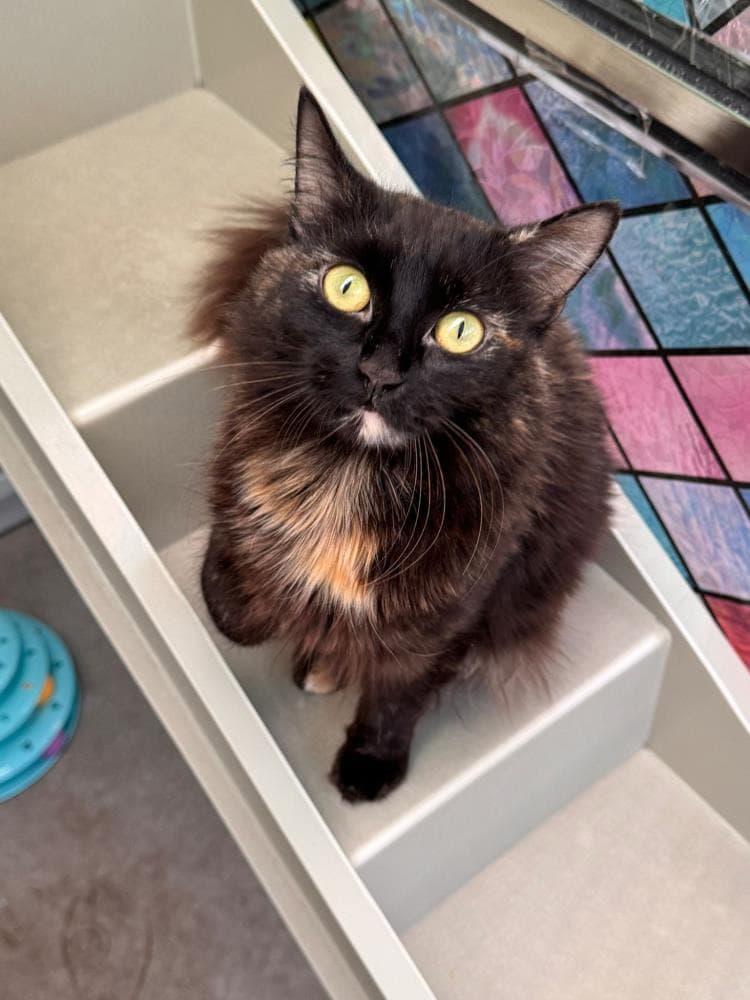 Asha — Domestic Cat