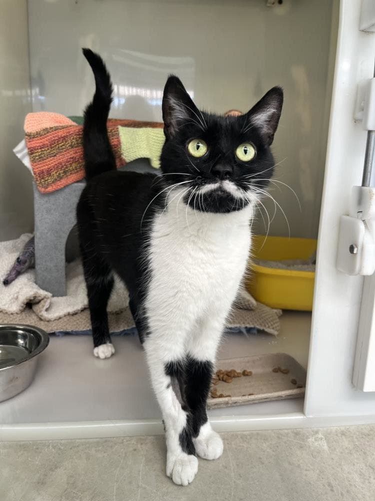 Opal — Domestic Cat