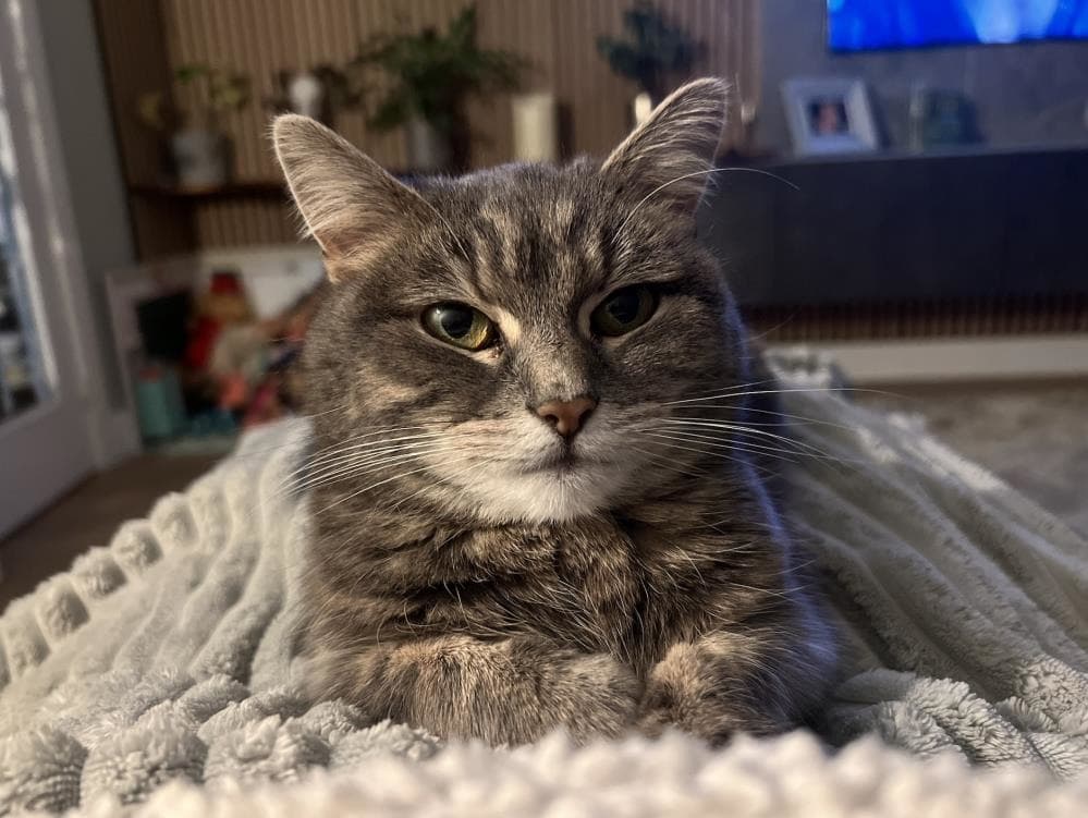 Baby — Domestic Cat