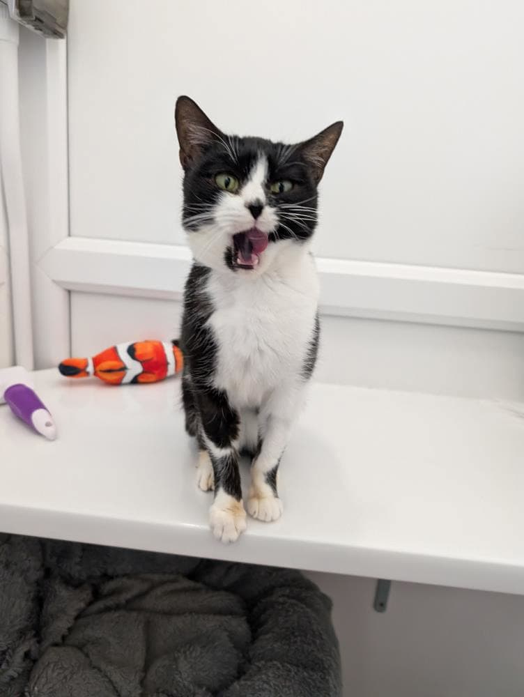 Matilda — Domestic Cat